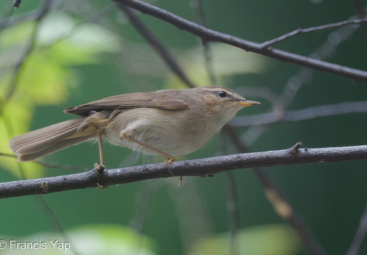 Dusky Warbler - display this album Dusky Warbler