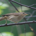 Dusky_Warbler-191225-107MSDCF-FYP09216-W.jpg
