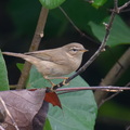 Dusky_Warbler-251124-135FRYAP-FYA04788-W.jpg