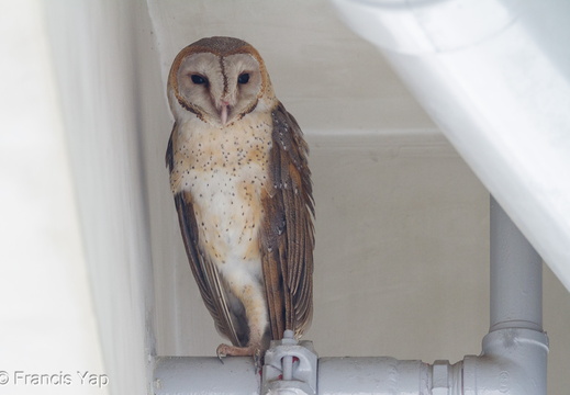 Eastern Barn Owl - display this album Eastern Barn Owl