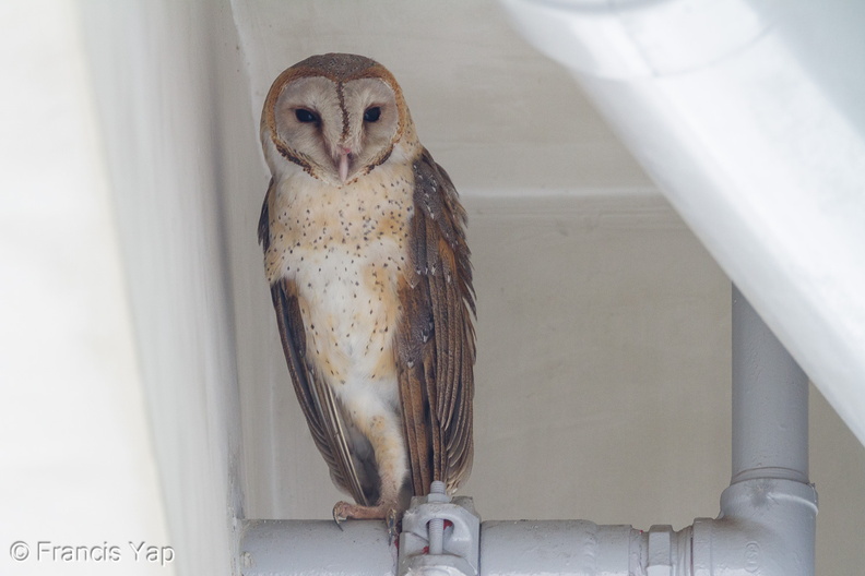 Eastern_Barn_Owl-110129-106EOS7D-IMG_2482-W.jpg
