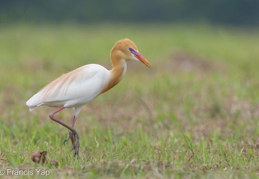 Eastern Cattle Egret - display this album Eastern Cattle Egret