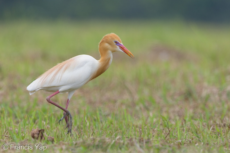 Eastern_Cattle_Egret-130314-105EOS1D-FY1X8399-W.jpg