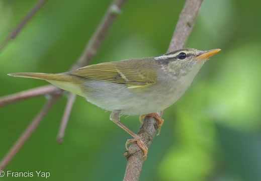Eastern Crowned Warbler - display this album Eastern Crowned Warbler