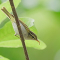 Eastern_Crowned_Warbler-251025-127FRYAP-FYA06574-W.jpg