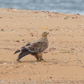 Eastern_Imperial_Eagle-161227-105EOS7D-FY7D1897-W.jpg