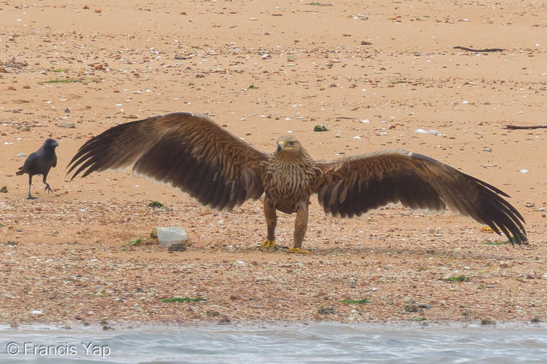 Eastern_Imperial_Eagle-161227-105EOS7D-FY7D2218-W.jpg
