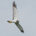 Eastern_Marsh_Harrier-111217-106EOS1D-FYAP8385-W.jpg