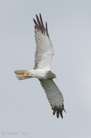 Eastern Marsh Harrier-111217-106EOS1D-FYAP8386-W.jpg