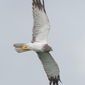Eastern_Marsh_Harrier-111217-106EOS1D-FYAP8386-W.jpg