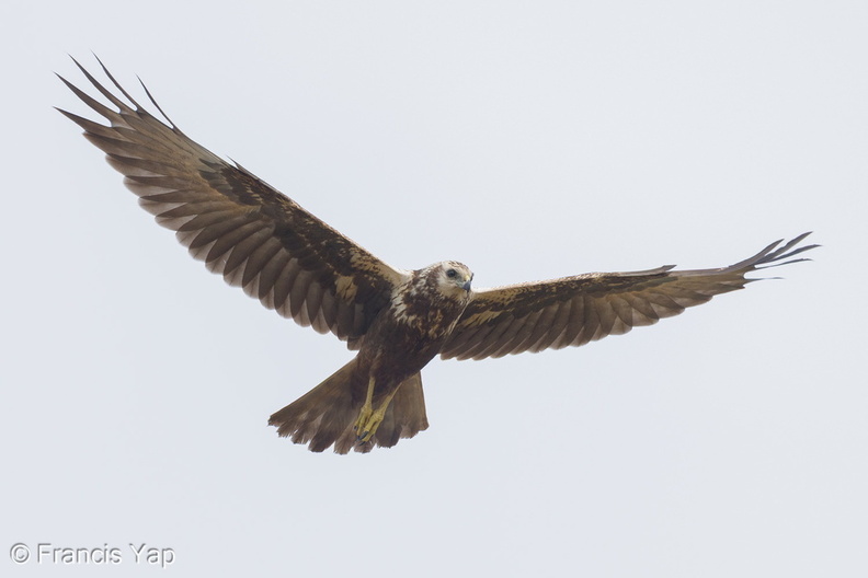 Eastern_Marsh_Harrier-221030-157MSDCF-FYP07086-W.jpg