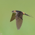 Eastern_Red-rumped_Swallow-230103-162MSDCF-FYP07113-W.jpg