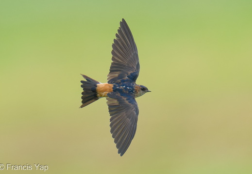 Eastern Red-rumped Swallow