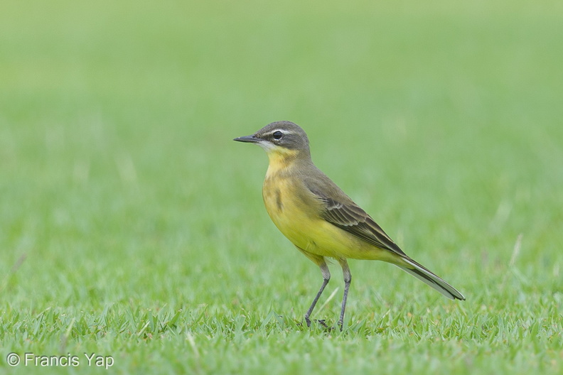 Eastern_Yellow_Wagtail-130906-110EOS1D-FY1X1216-W.jpg