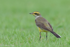Eastern Yellow Wagtail-240121-214MSDCF-FYP03780-W.jpg