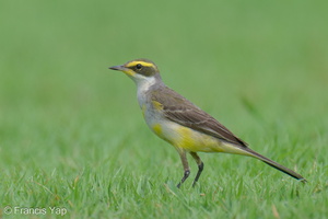 Eastern Yellow Wagtail-240121-214MSDCF-FYP03889-W.jpg