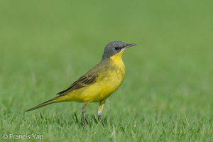 Eastern Yellow Wagtail-240413-223MSDCF-FYP09653-W.jpg