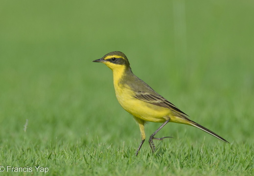 Eastern Yellow Wagtail - display this album Eastern Yellow Wagtail