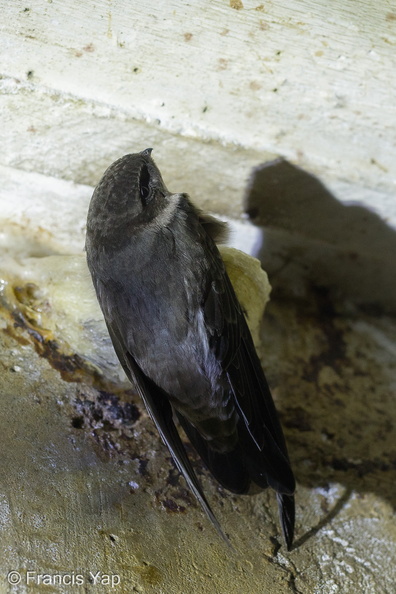 Edible-nest_Swiftlet-140422-115EOS1D-FY1X6545-W.jpg