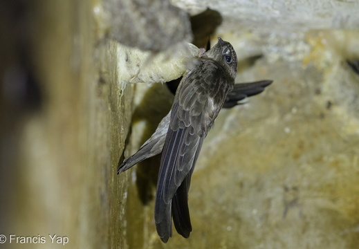 Edible-nest Swiftlet - display this album Edible-nest Swiftlet