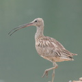 Eurasian_Curlew-150930-103EOS7D-FY7D1706-W.jpg