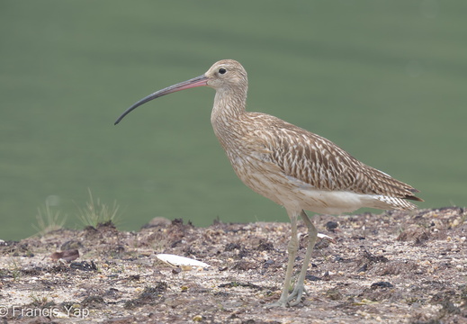 Eurasian Curlew - display this album Eurasian Curlew