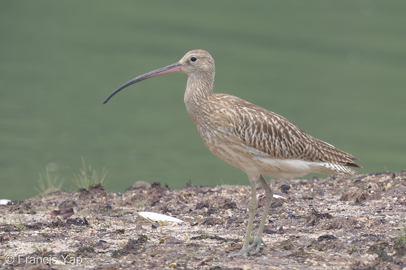 Eurasian_Curlew-160901-104EOS7D-FY7D0161-W.jpg