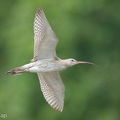 Eurasian_Curlew-251127-136FRYAP-FYA03795-W.jpg