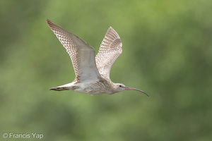 Eurasian Curlew-251127-136FRYAP-FYA04262-W.jpg