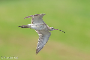 Eurasian Curlew-251127-136FRYAP-FYA04276-W.jpg