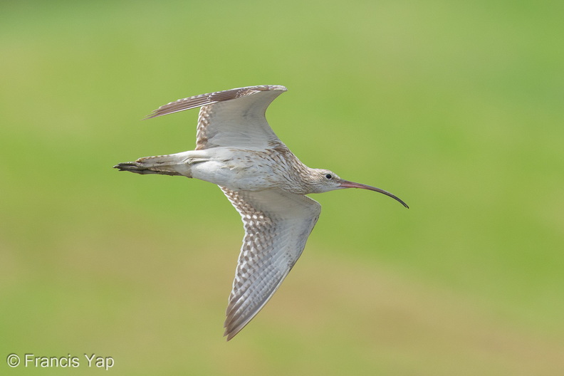 Eurasian_Curlew-251127-136FRYAP-FYA04276-W.jpg