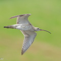 Eurasian_Curlew-251127-136FRYAP-FYA04276-W.jpg