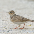 Eurasian_Skylark-181112-113ND500-FYP_5015-W.jpg