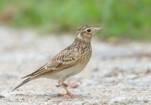 Eurasian Skylark - display this album Eurasian Skylark