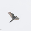 Eurasian_Sparrowhawk-241107-251MSDCF-FYP00529-W.jpg