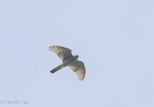 Eurasian Sparrowhawk - display this album Eurasian Sparrowhawk