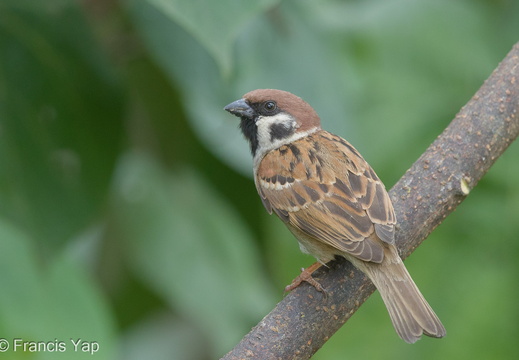 Eurasian Tree Sparrow - display this album Eurasian Tree Sparrow