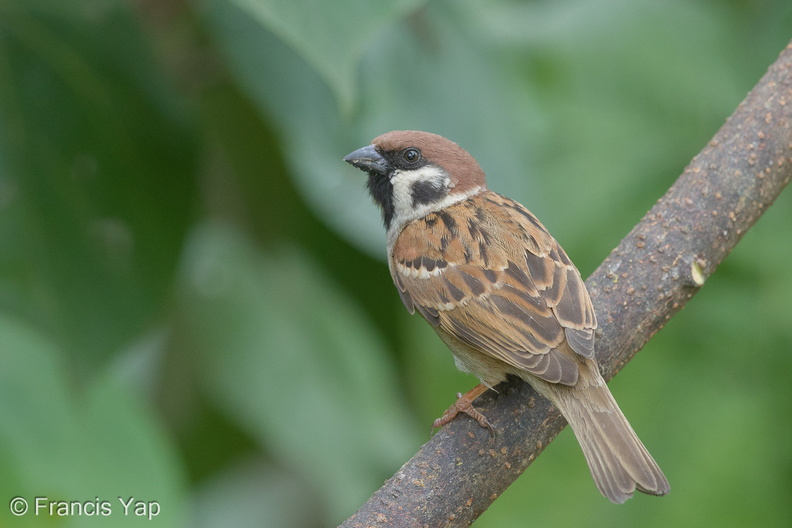 Eurasian_Tree_Sparrow-170218-109EOS1D-F1X28616-W.jpg