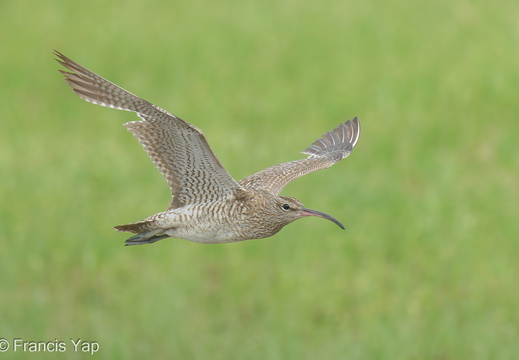 Eurasian Whimbrel - display this album Eurasian Whimbrel
