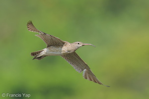 Eurasian Whimbrel-250925-124FRYAP-FYA02612-W.jpg