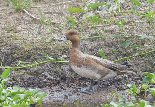 Eurasian Wigeon - display this album Eurasian Wigeon
