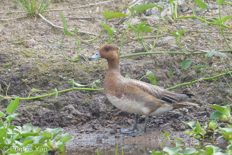 Eurasian_Wigeon-181223-114ND500-FYP_4956-W.jpg