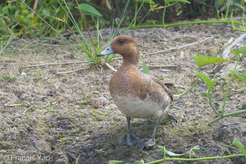 Eurasian_Wigeon-181223-114ND500-FYP_5095-W.jpg