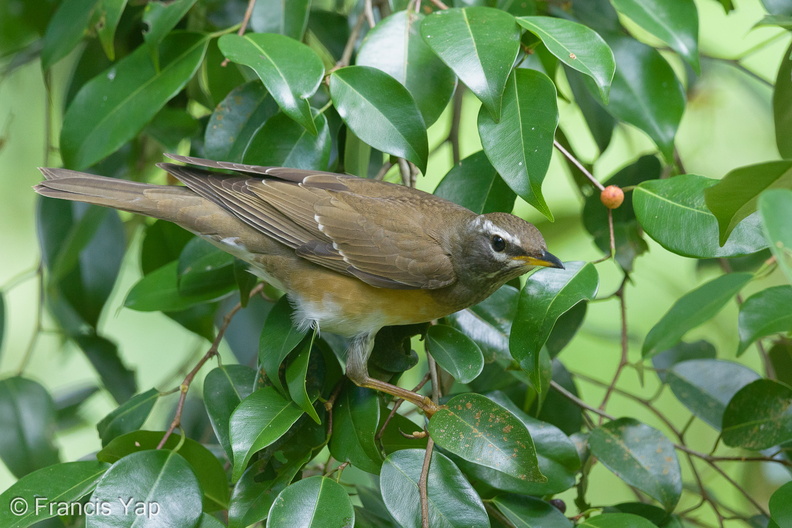 Eyebrowed_Thrush-150104-119EOS1D-FY1X9084-W.jpg