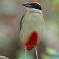 Fairy_Pitta-191108-103MSDCF-FYP02971-W.jpg
