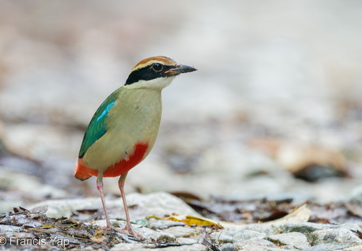 Fairy Pitta - display this album Fairy Pitta