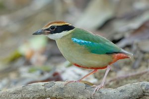 Fairy Pitta-260315-161FRYAP-FYA02186-W.jpg