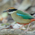 Fairy_Pitta-260315-161FRYAP-FYA02186-W.jpg
