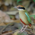 Fairy_Pitta-260319-162FRYAP-FYA00879-W.jpg