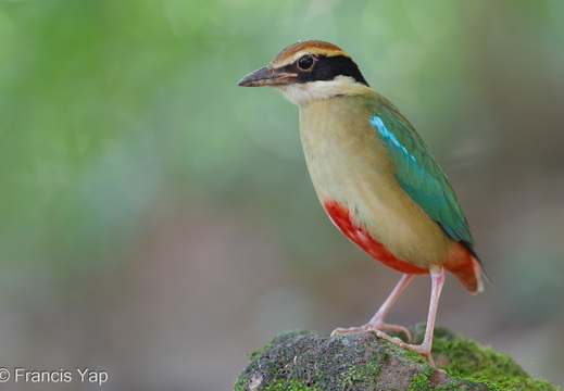 Fairy Pitta